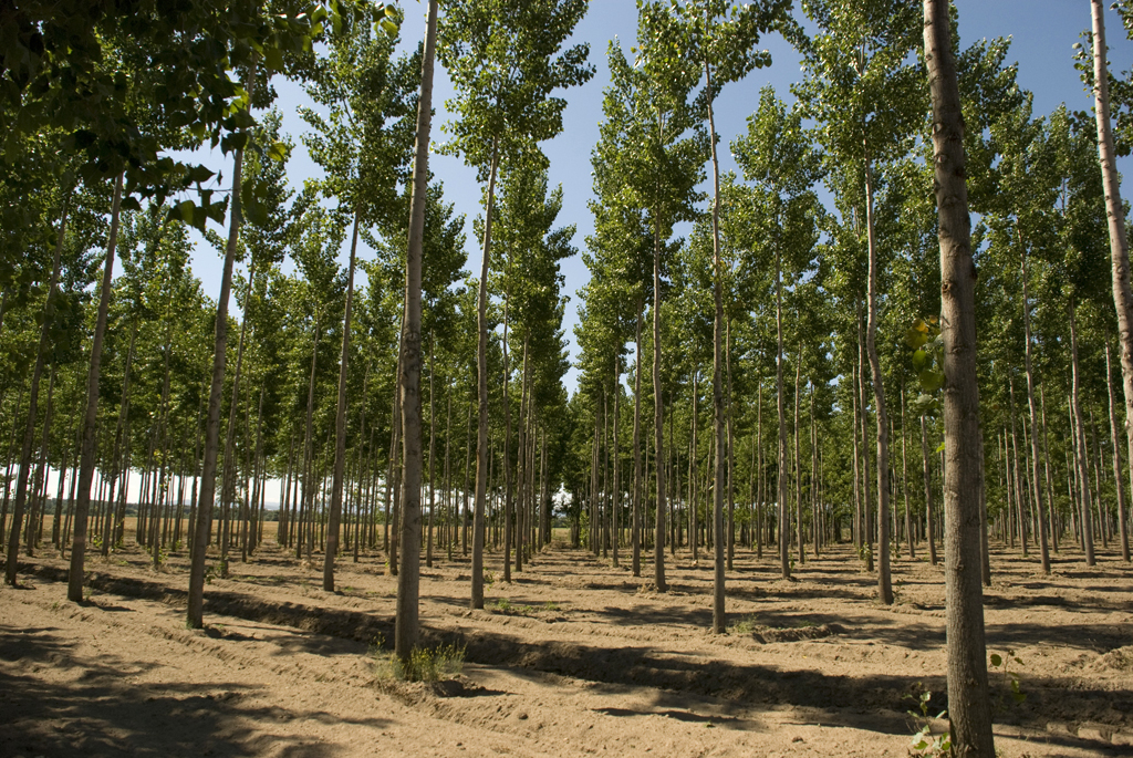 El Área de Agricultura y