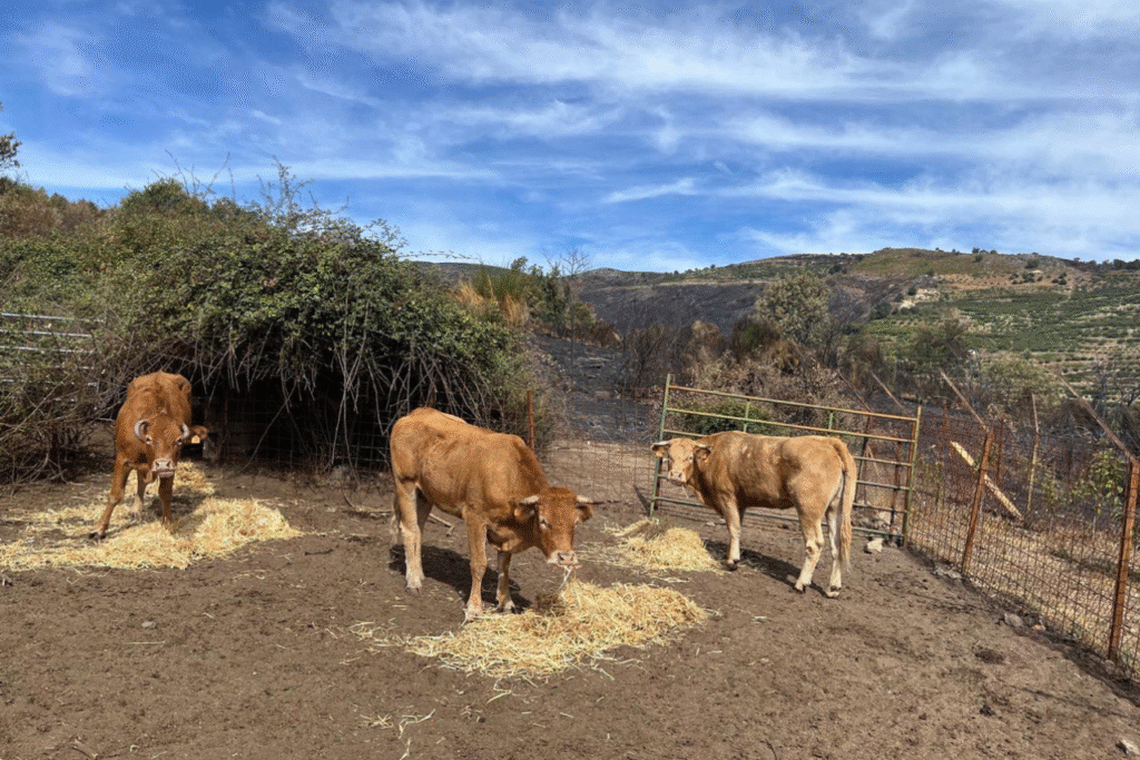 Desde el Servicio de Agricultura