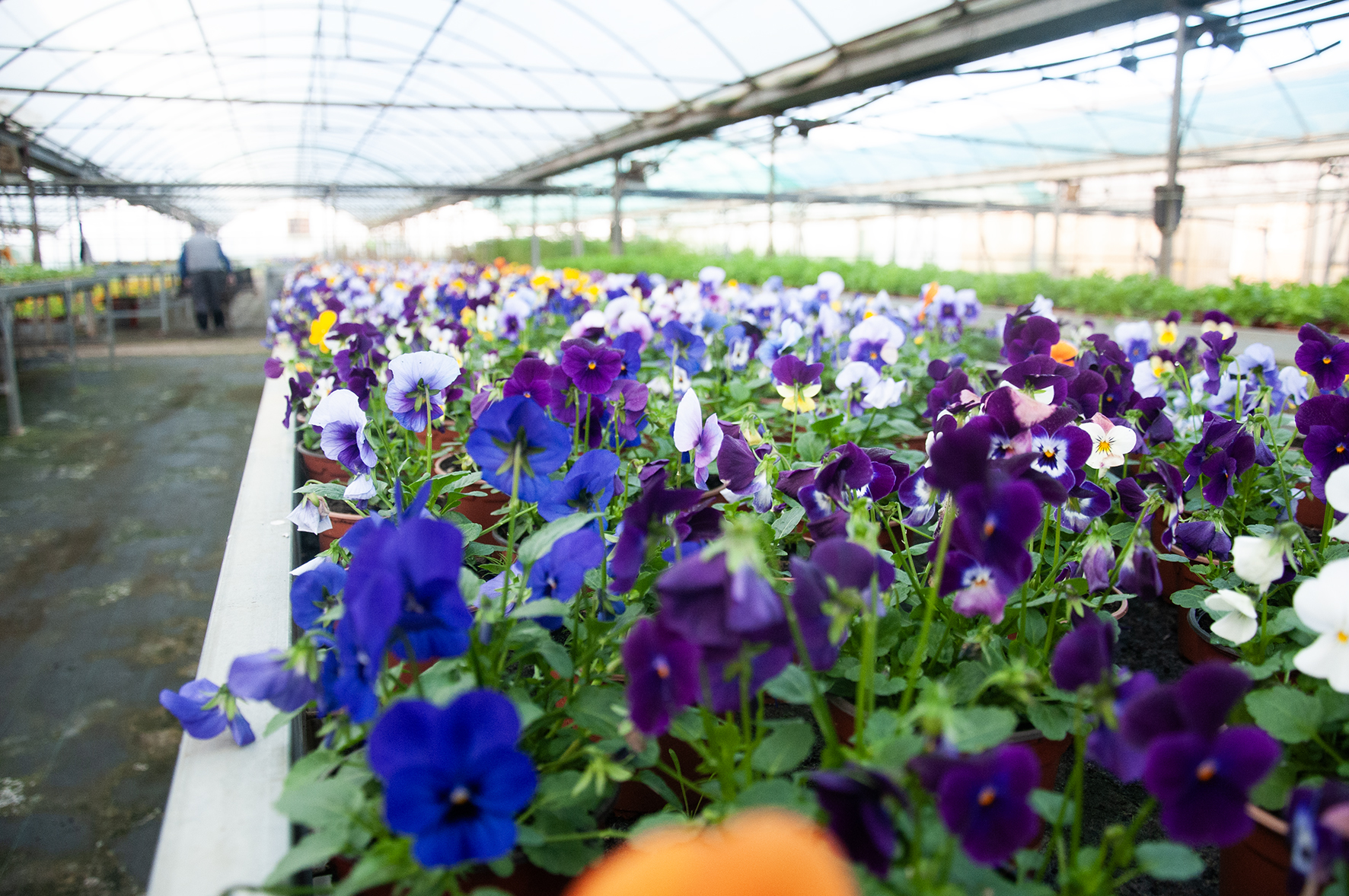 11/03/2026, Cáceres.- El Área de