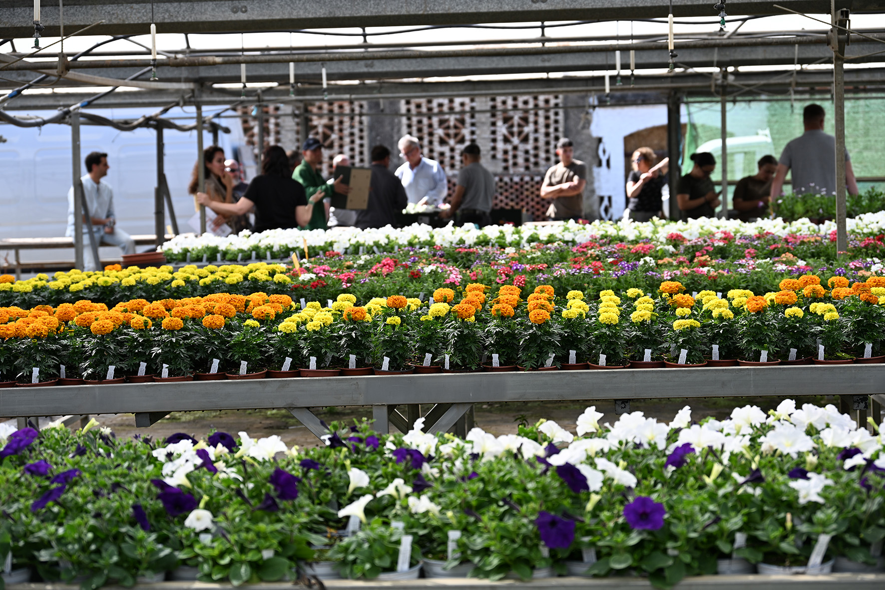 Este lunes ha arrancado la